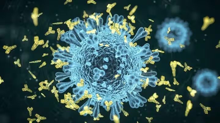 Antibody Production in the Immune System: Overview, Basics, and Key Facts